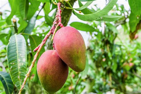 mango bitkisi nedir